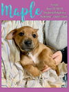 Cypress’ Pups Juniper, Maple, Laurel & Hazel