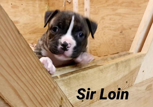 Sir Loin