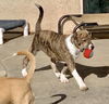 Cypress’ Pups - Aspen