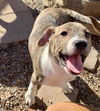 Cypress’ Pups - Aspen