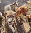 Cypress’ Pups - Aspen