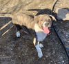Cypress’ Pups - Aspen