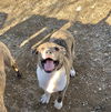 Cypress’ Pups - Aspen