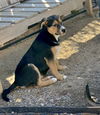 Cypress’ Pups - Juniper