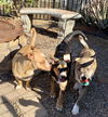 Cypress’ Pups - Juniper