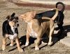 Cypress’ Pups - Juniper