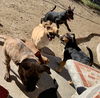 Cypress’ Pups - Buckeye