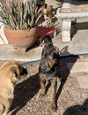 Cypress’ Pups - Buckeye