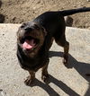 Cypress’ Pups - Buckeye