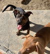 Cypress’ Pups - Buckeye