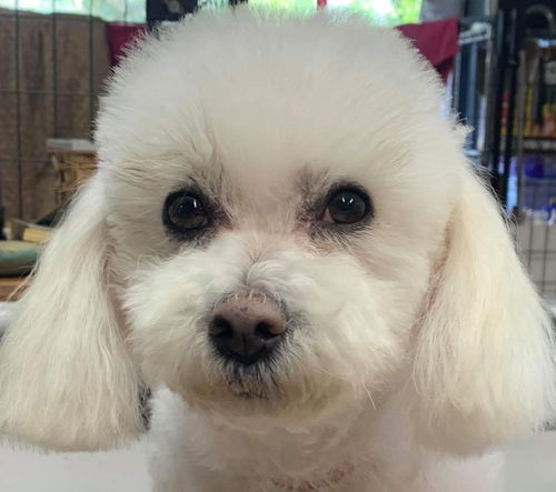 Mimi