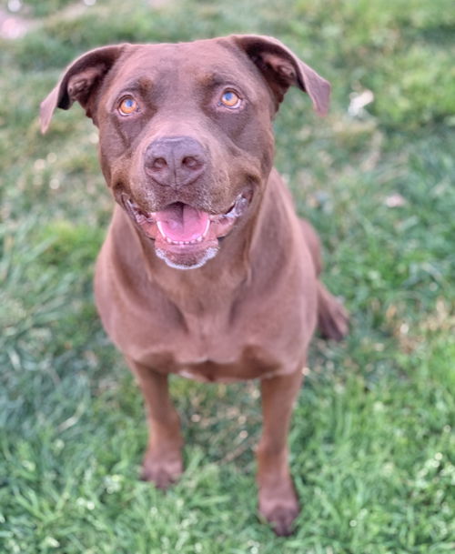 Cocoa