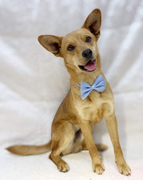 Dingo