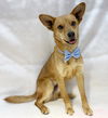 Dingo