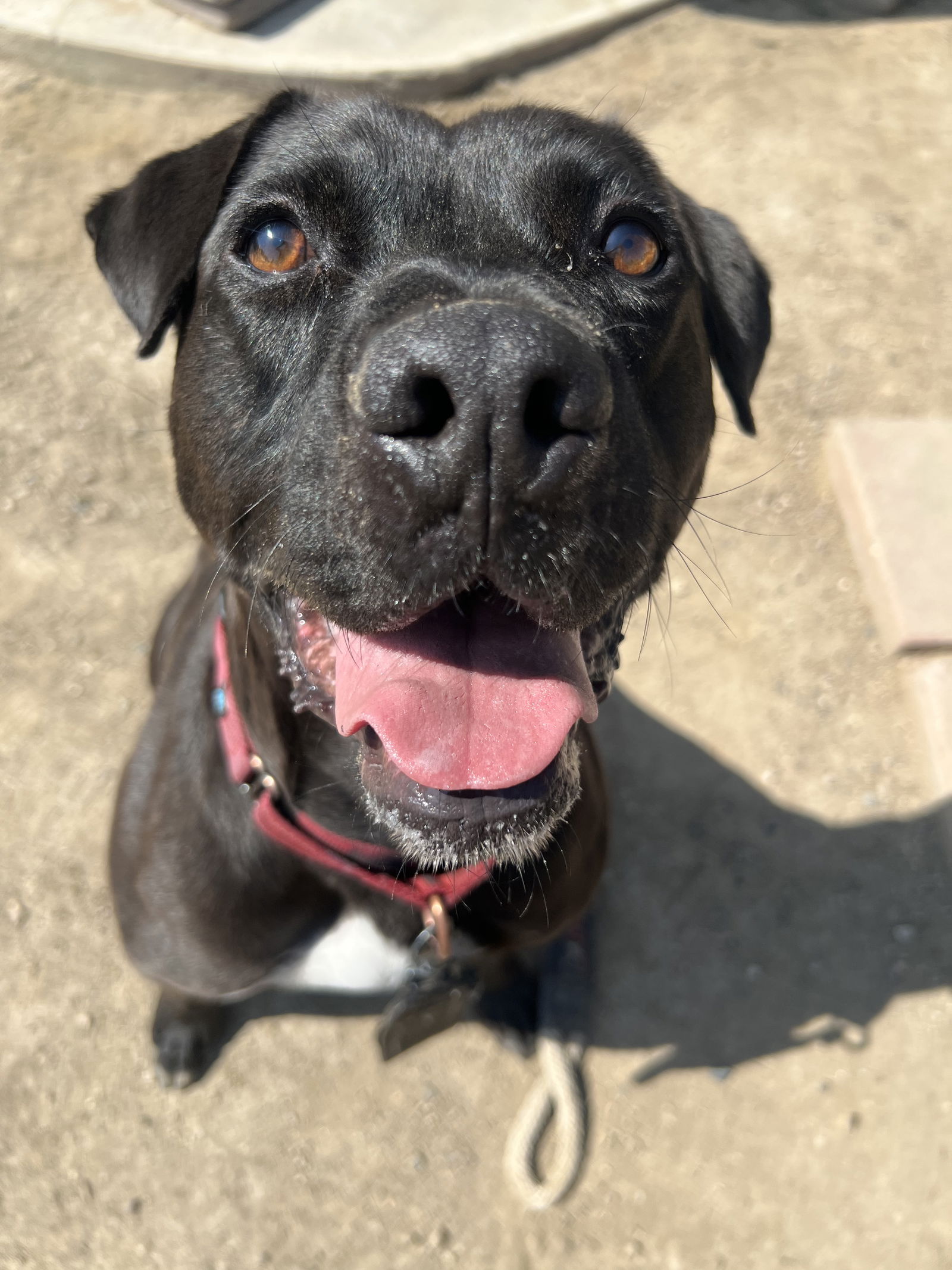 adoptable Dog in Mission Viejo, CA named Lincoln