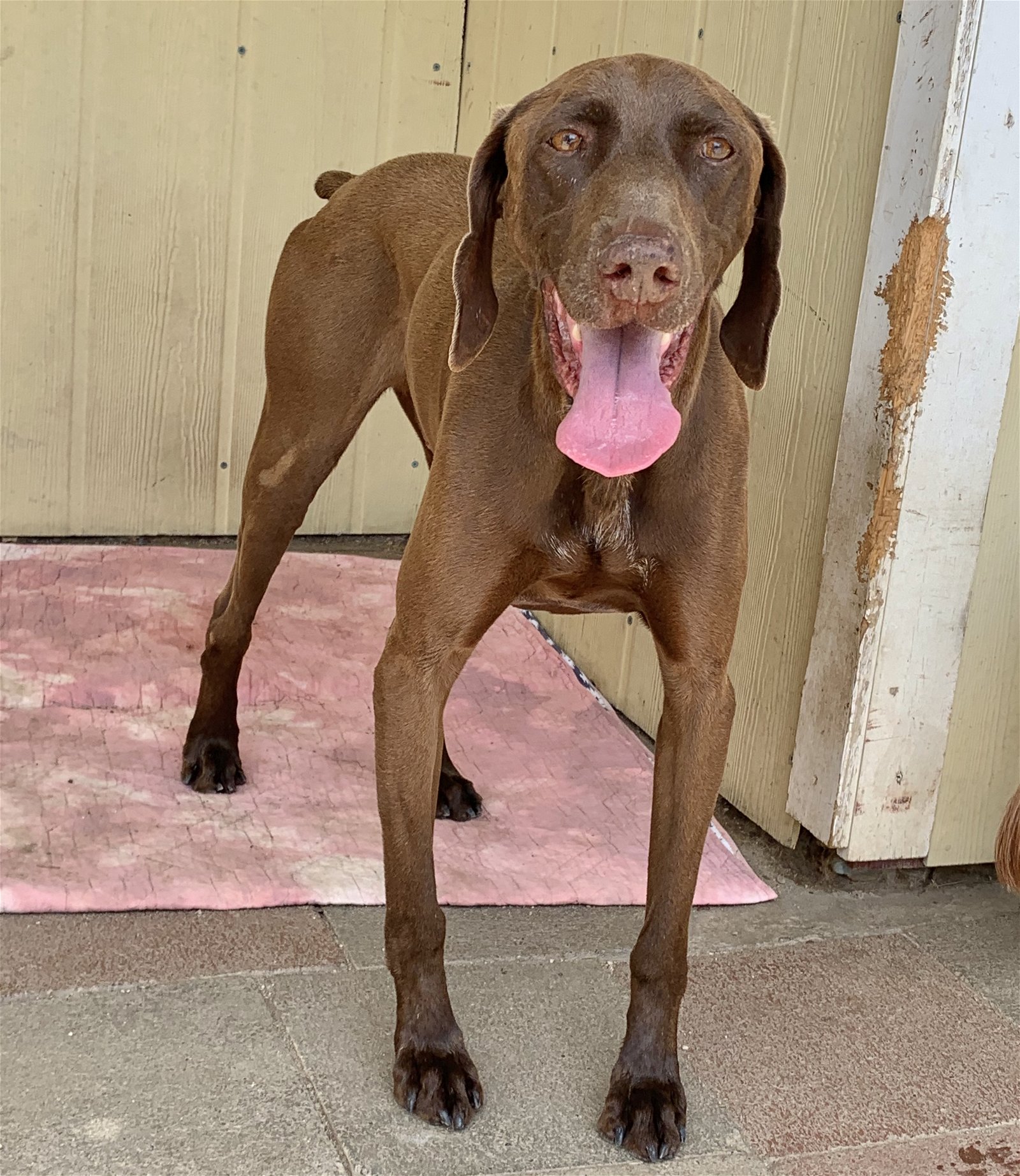 adoptable Dog in Mission Viejo, CA named Bruno