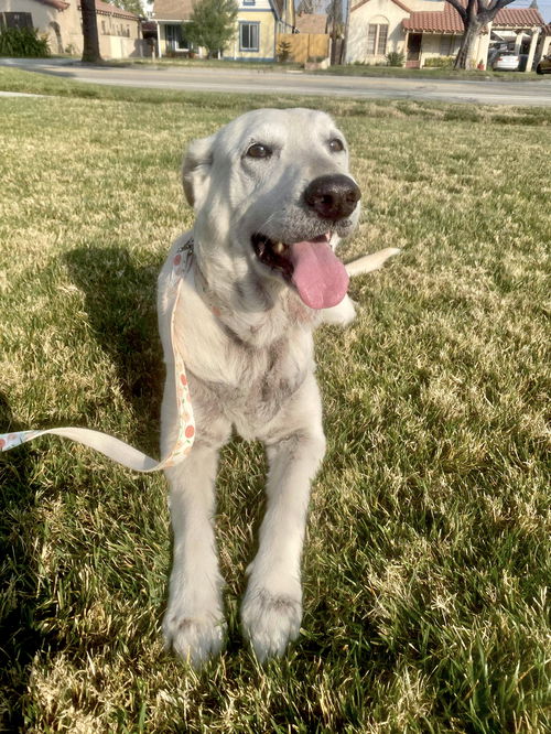 Piper