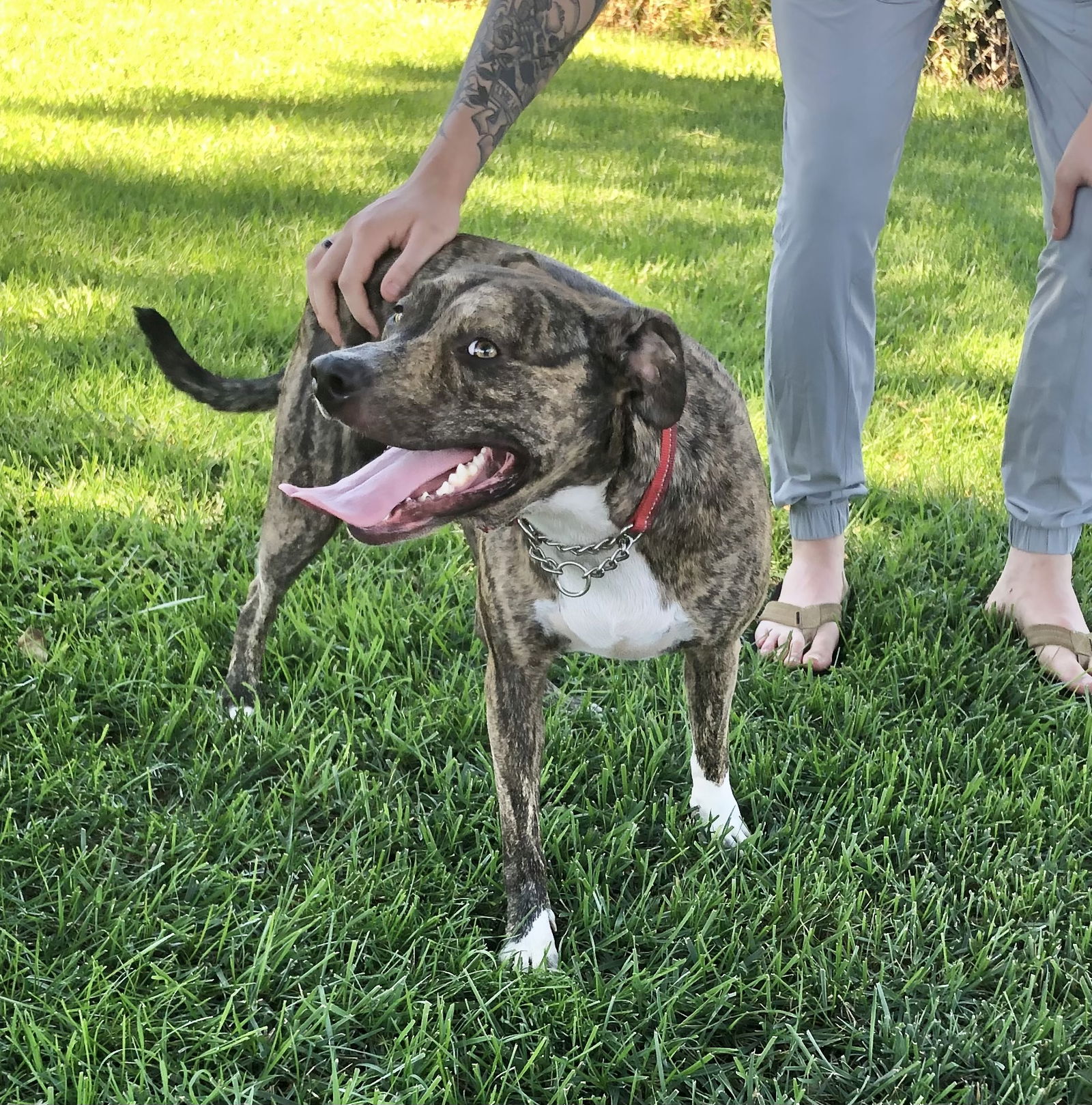 adoptable Dog in Mission Viejo, CA named Jinx