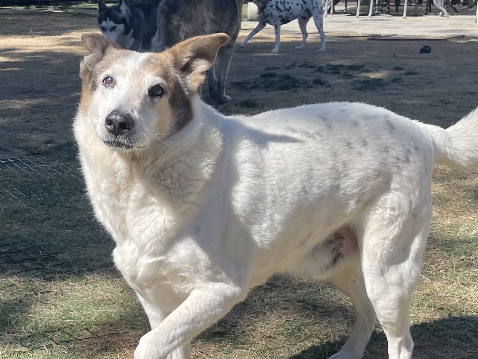 adoptable Dog in Mission Viejo, CA named Desert Dog White Knight
