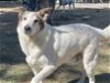 adoptable Dog in  named Desert Dog White Knight