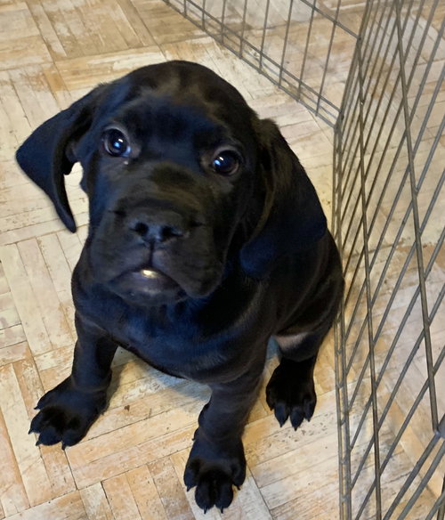Brutus