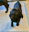 Brutus