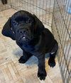 Brutus
