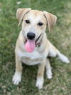 Blair Park Pup Bryan