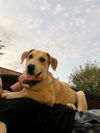 Blair Park Pup Bryan
