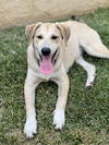 Blair Park Pup Bryan