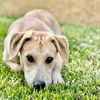 Blair Park Pup Bryan