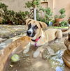 Blair Park Pup Bella
