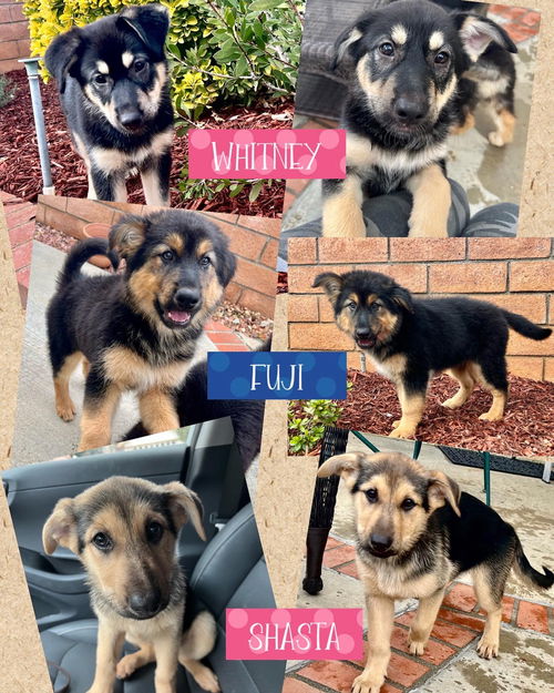 Mountain Crew Pups