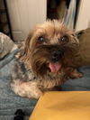 Pippi