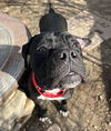 Gertie