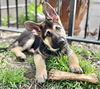 Dasher