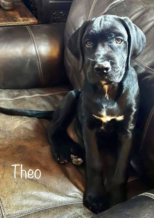 Theo