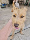 Benji