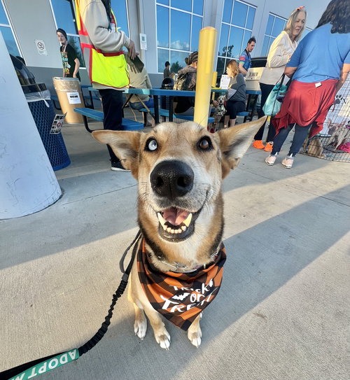 picture of the dog needing adoption