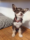 Prancer