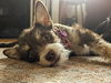 Prancer