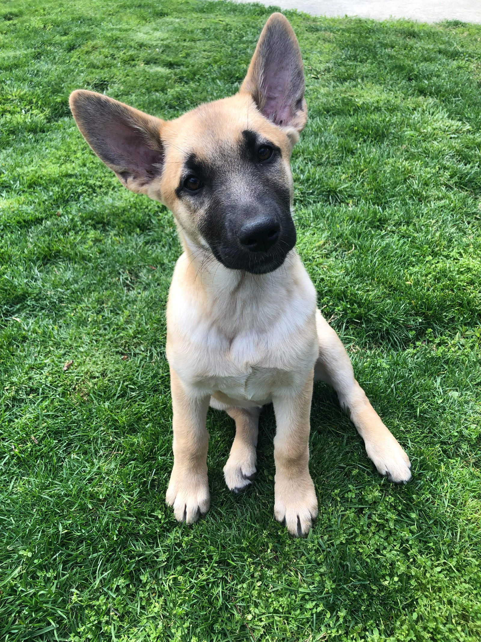 adoptable Dog in Mission Viejo, CA named Leia