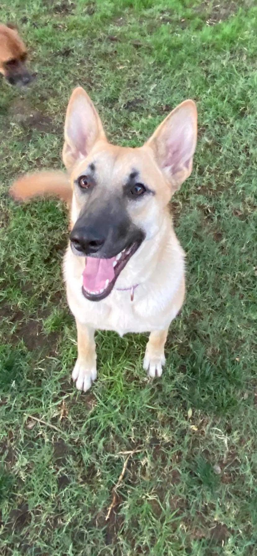 Leia - German Shepherd Dog