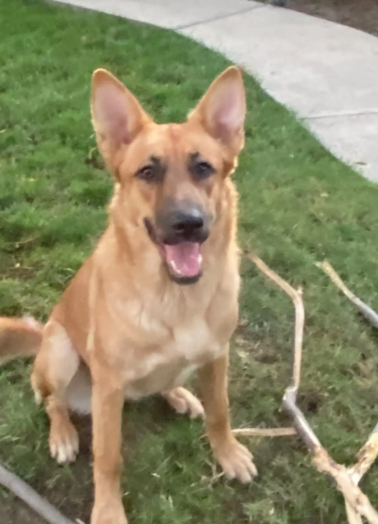 Leota - German Shepherd Dog