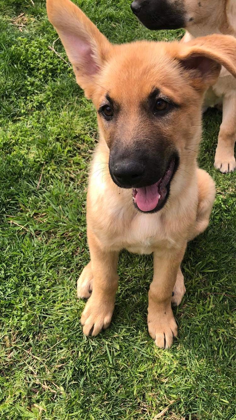 adoptable Dog in Mission Viejo, CA named Leota