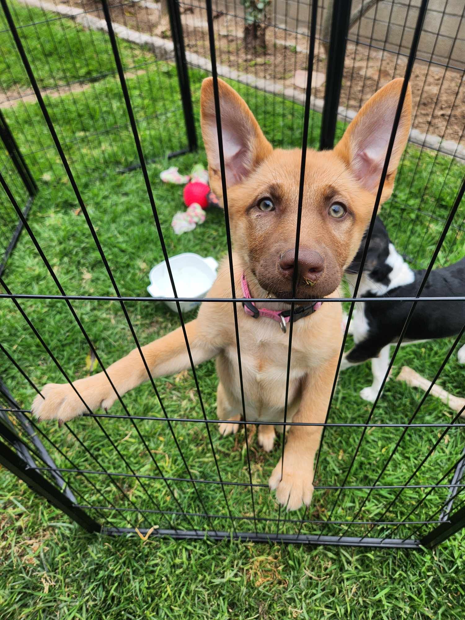adoptable Dog in Mission Viejo, CA named Skye