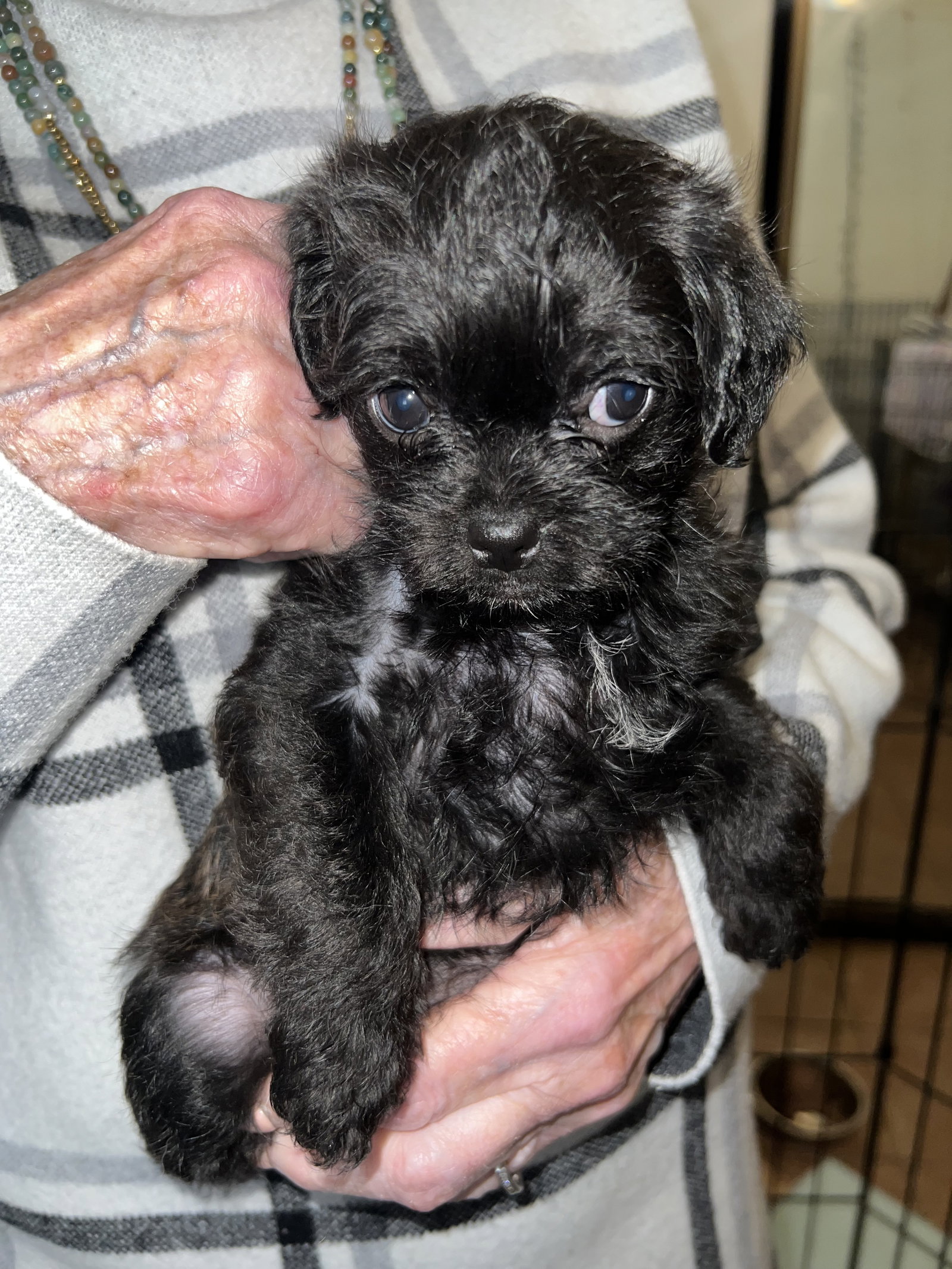 Dog for Adoption Kiwi Pup Clementine, a Pug in West Puente Valley, CA