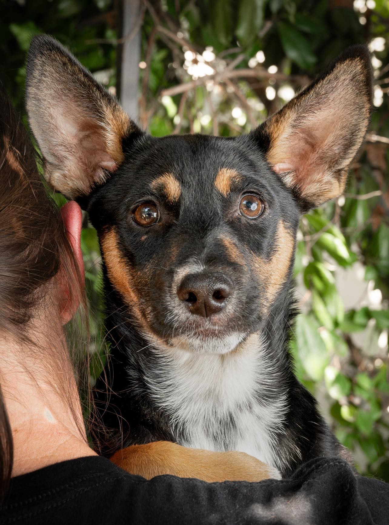 adoptable Dog in Mission Viejo, CA named Reese