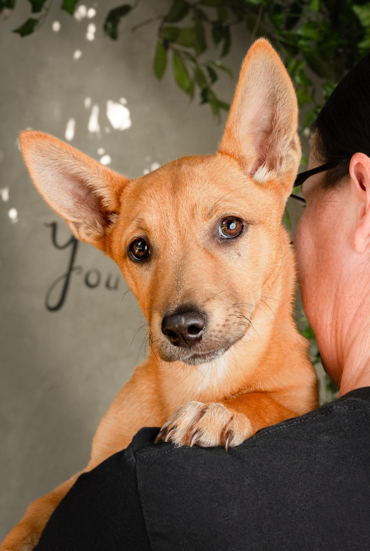 adoptable Dog in Mission Viejo, CA named Annie