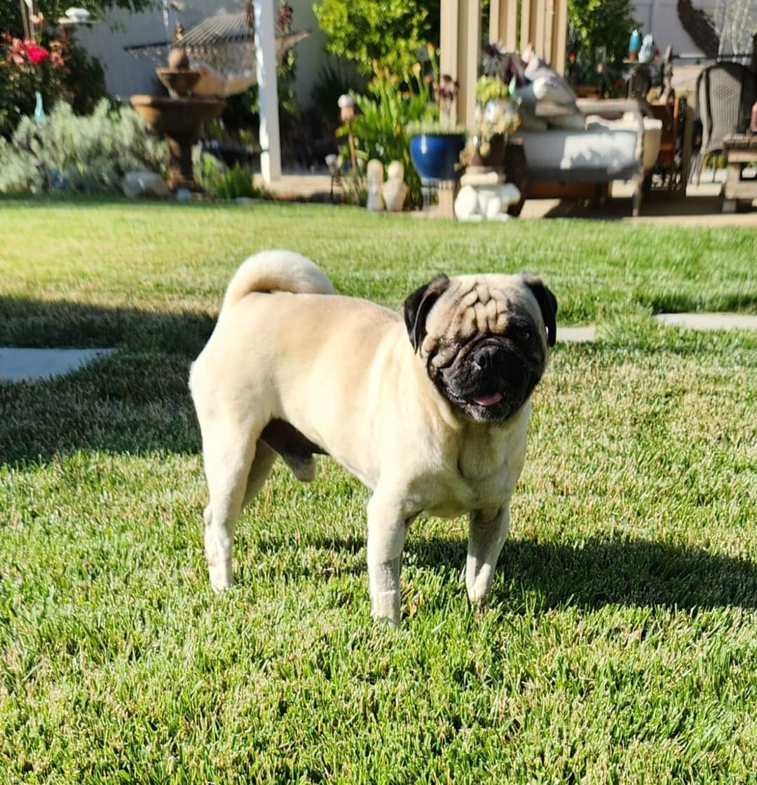 adoptable Dog in Mission Viejo, CA named Louie